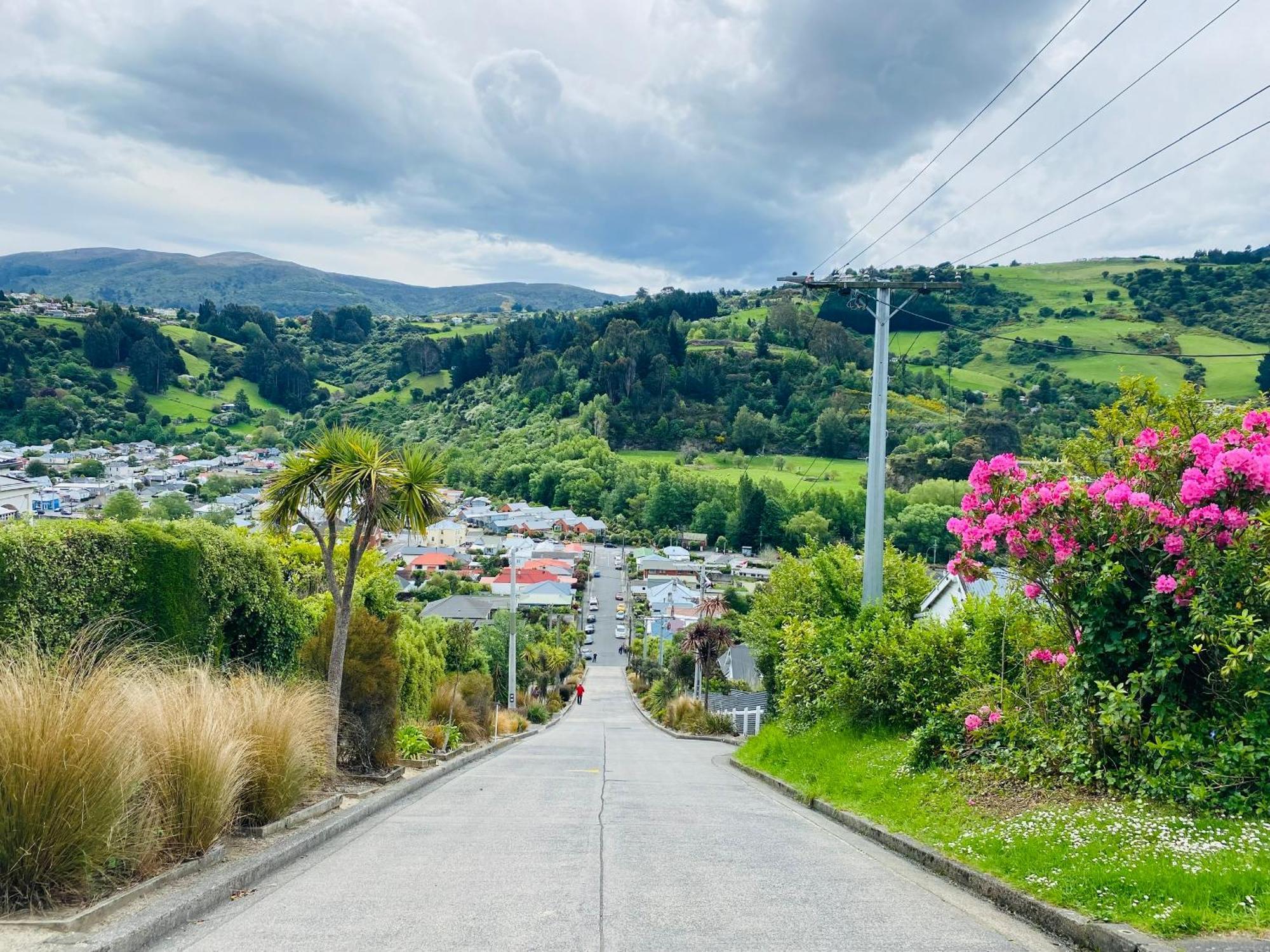 In Dunedin'S Heart, Full House, Full Sun, Full Chill, Why Stay At A Hotel When You Can Afford An Entire House Zewnętrze zdjęcie